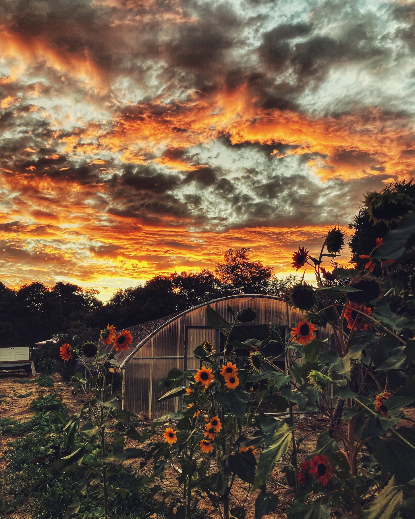 Sunset Sunflowers 5x7 Aluminum Panel Print