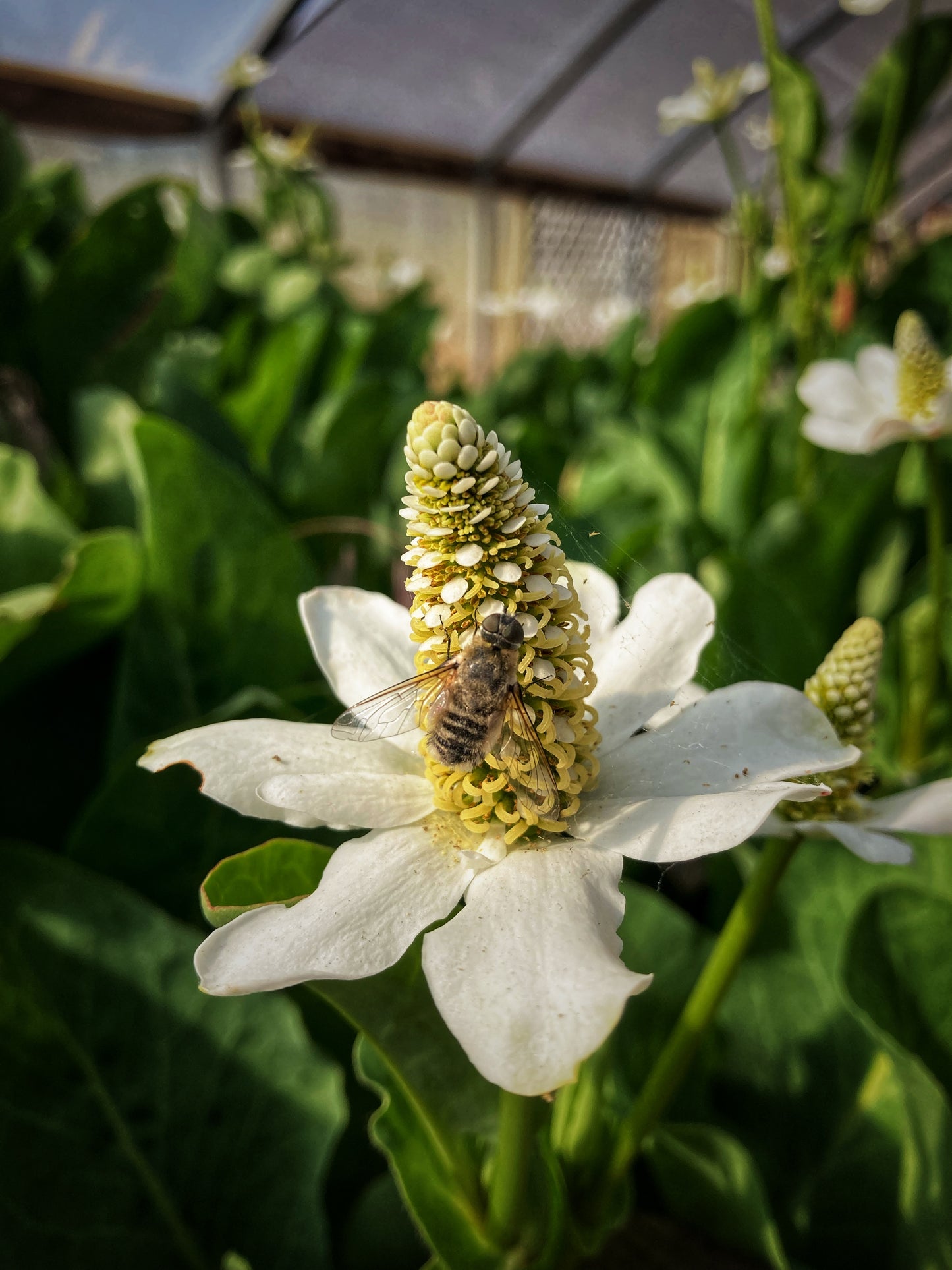 Yerba Mansa Love 5x7 Aluminum Panel Print