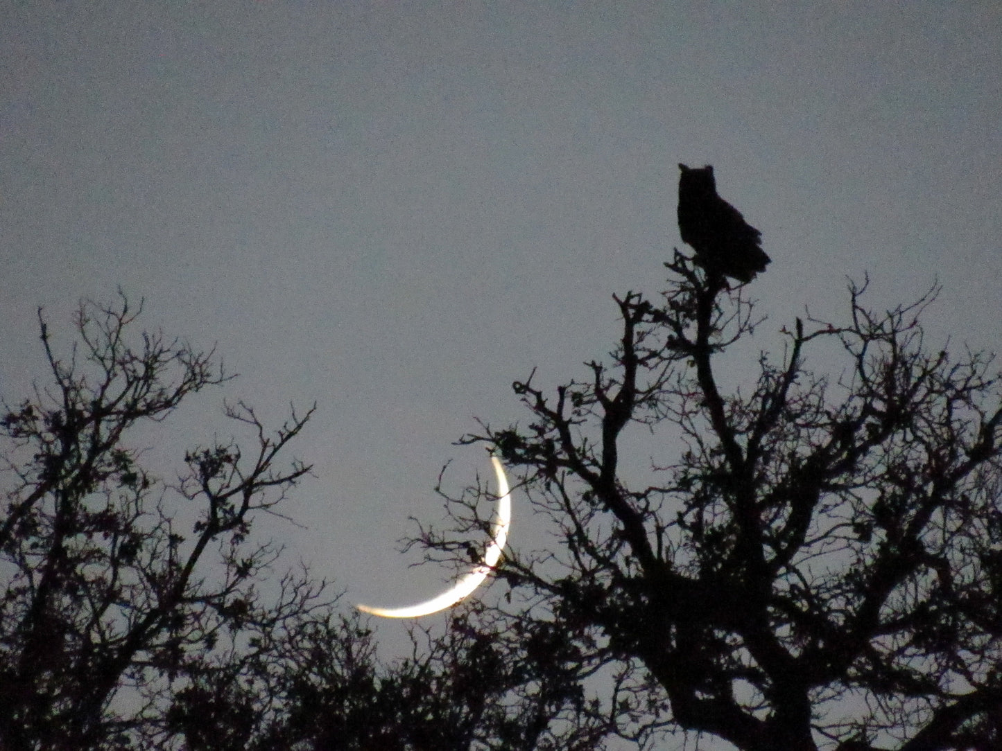 Owl Moonset