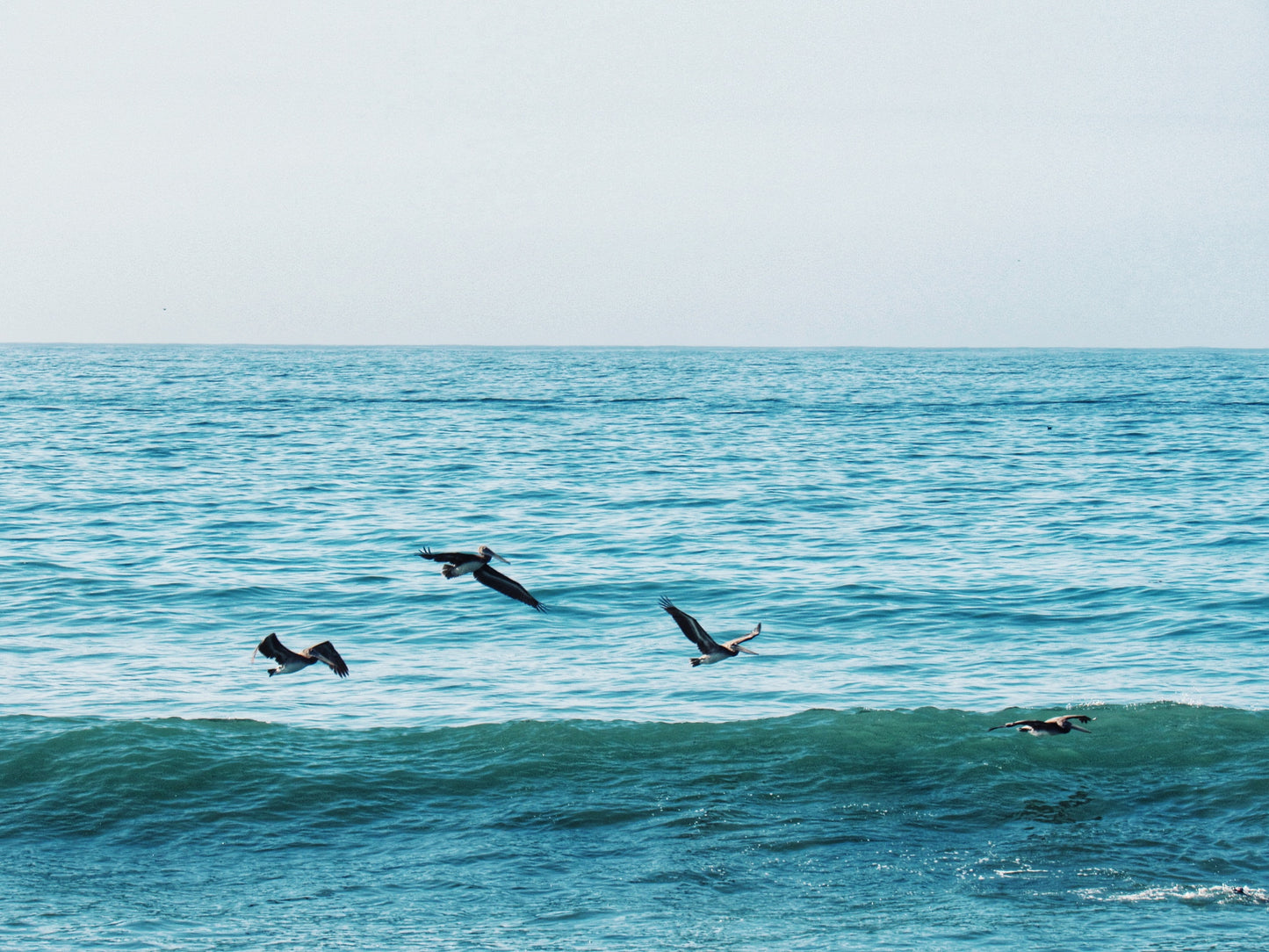 Pelicans Surfing 5x7 Aluminum Panel Print