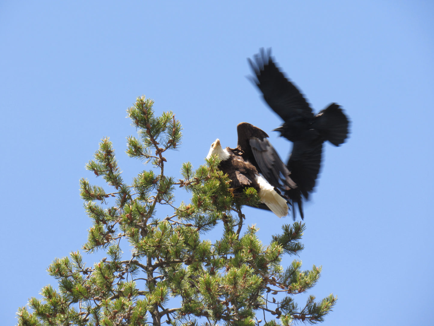 Disturbance 5x7 Aluminum Panel Print