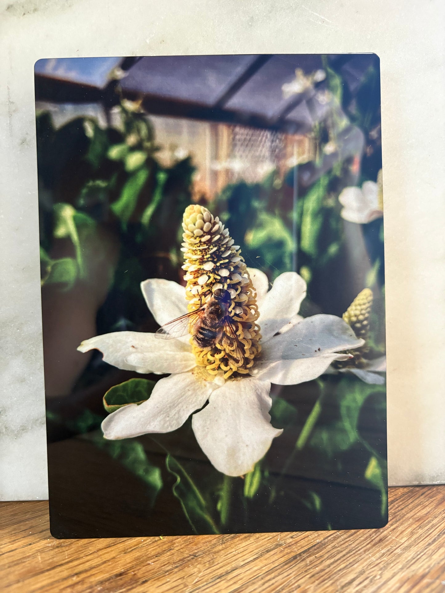 Yerba Mansa Love 5x7 Aluminum Panel Print