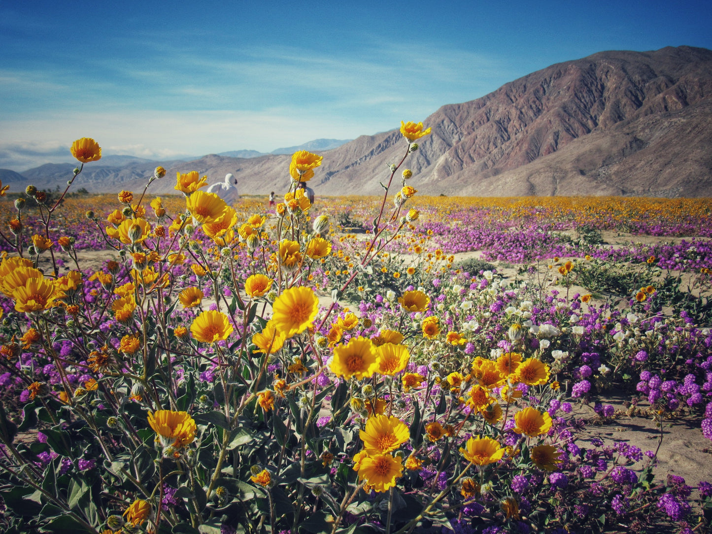 Desert Flowers 5x7 Aluminum Panel Print