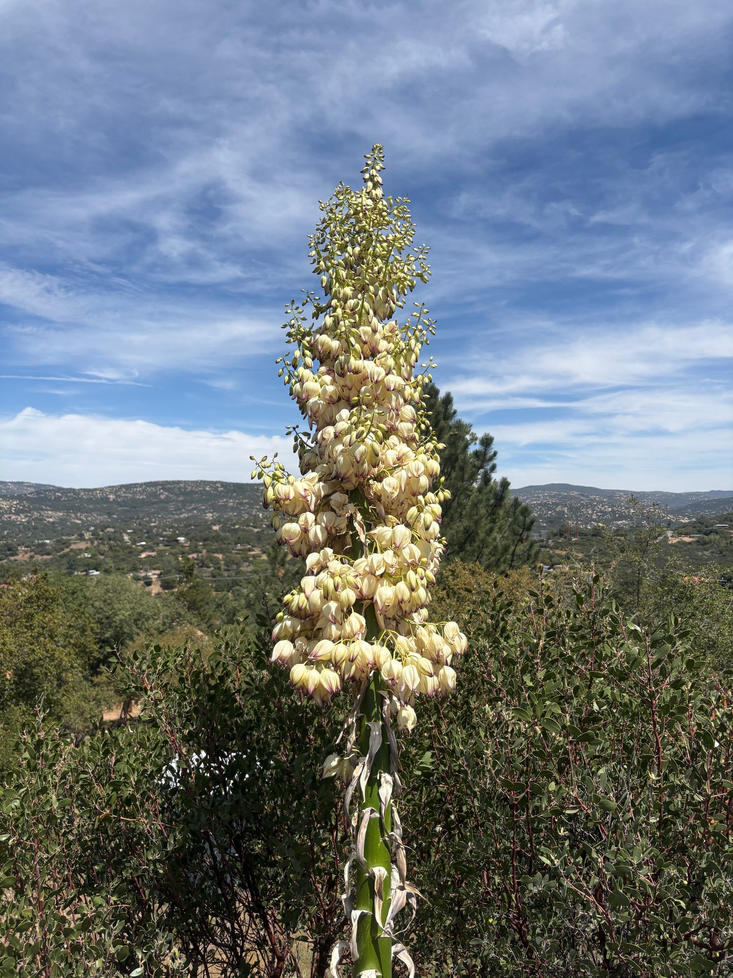 Chaparral Body Oil