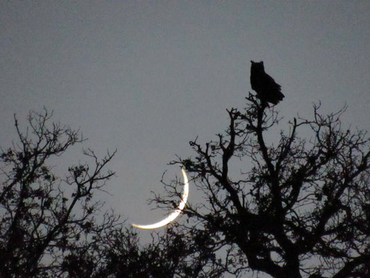 Owl Moonset