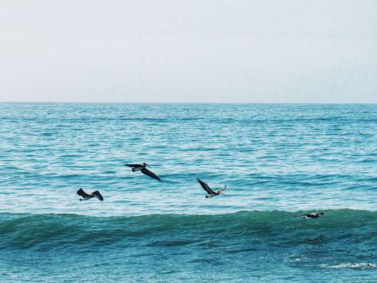 Pelicans Surfing 5x7 Aluminum Panel Print