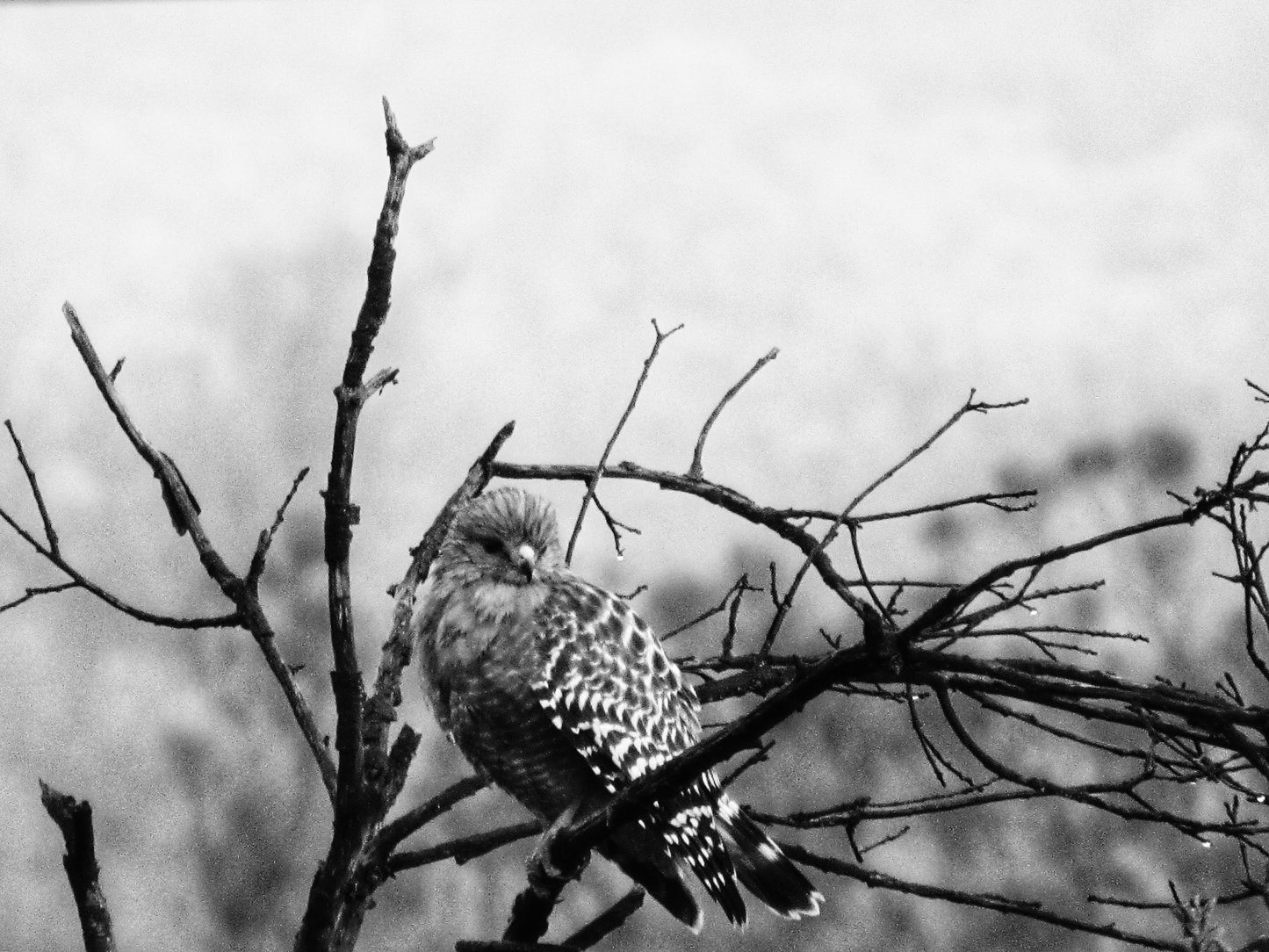 Morning Perch 5x7 Aluminum Panel Print