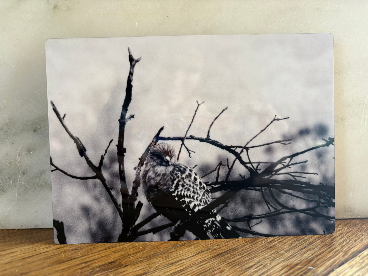 Morning Perch 5x7 Aluminum Panel Print