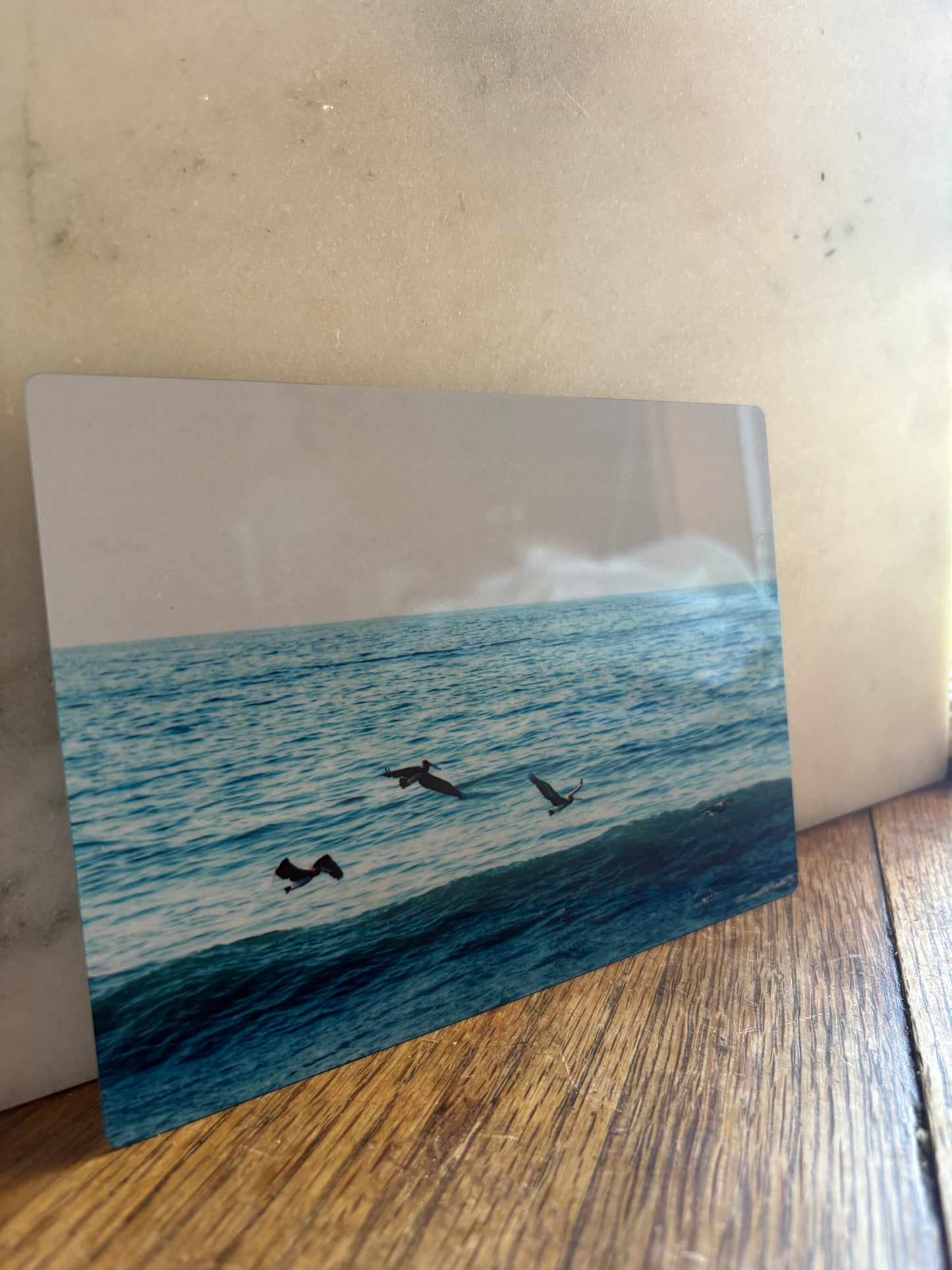 Pelicans Surfing 5x7 Aluminum Panel Print